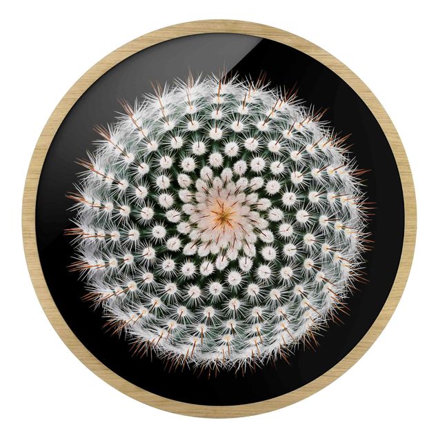Cuadros modernos Cactus Flower