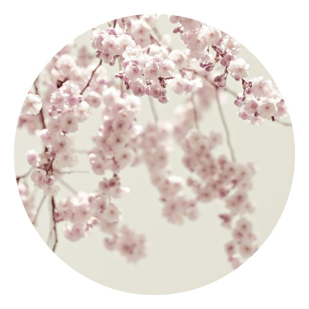 Papel pintado Dancing Cherry Blossoms