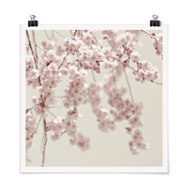 Cuadros de flores Dancing Cherry Blossoms