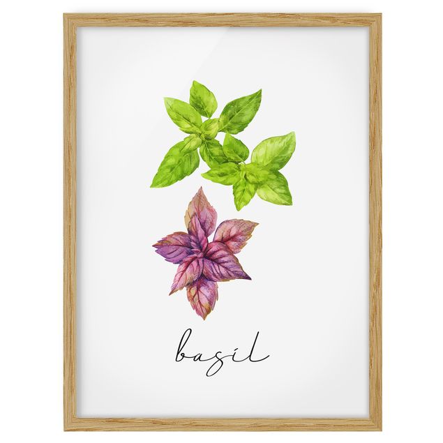 Cuadros de plantas Herbs Illustration Basil