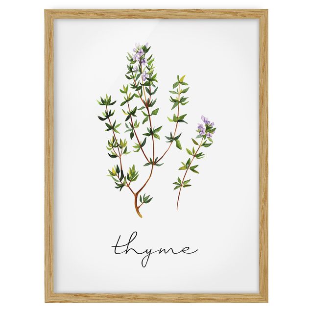 Cuadros de plantas Herbs Illustration Thyme