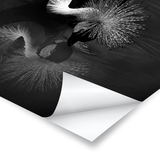 Pósters Crowned Crane Bow Black And White