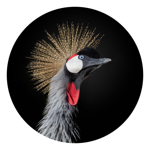 Papel pared animales Crowned Crane In Front Of Black