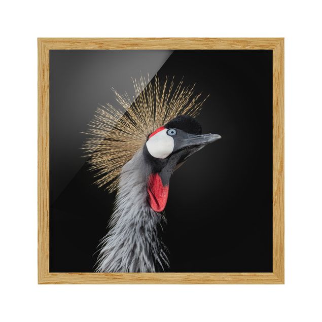 Cuadros modernos Crowned Crane In Front Of Black