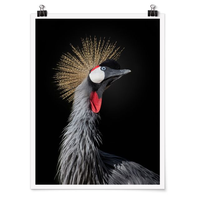 Cuadros de animales Crowned Crane In Front Of Black