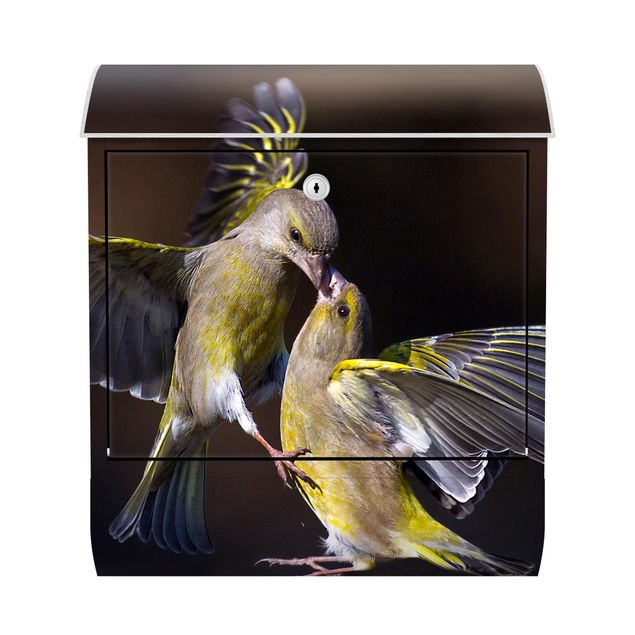 Buzones amarillos correos Kissing Hummingbirds