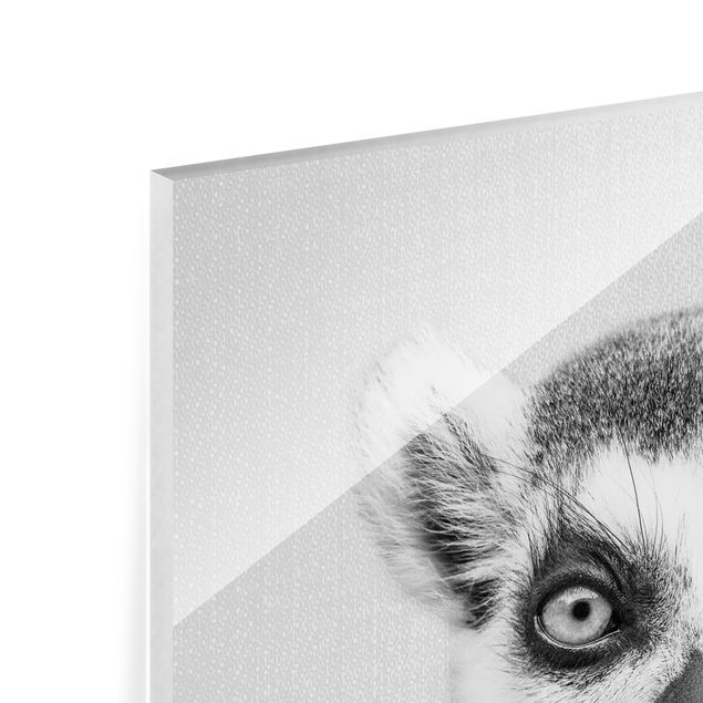 Cuadros de Gal Design Lemur Ludwig Black And White