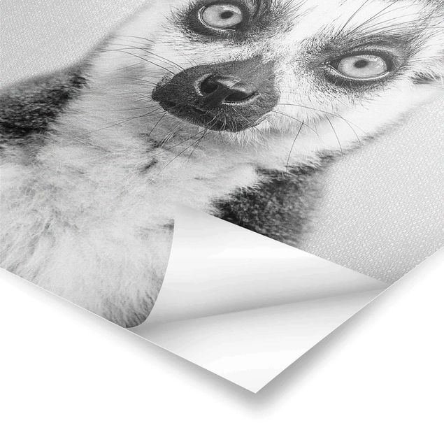 Cuadros de Gal Design Lemur Ludwig Black And White