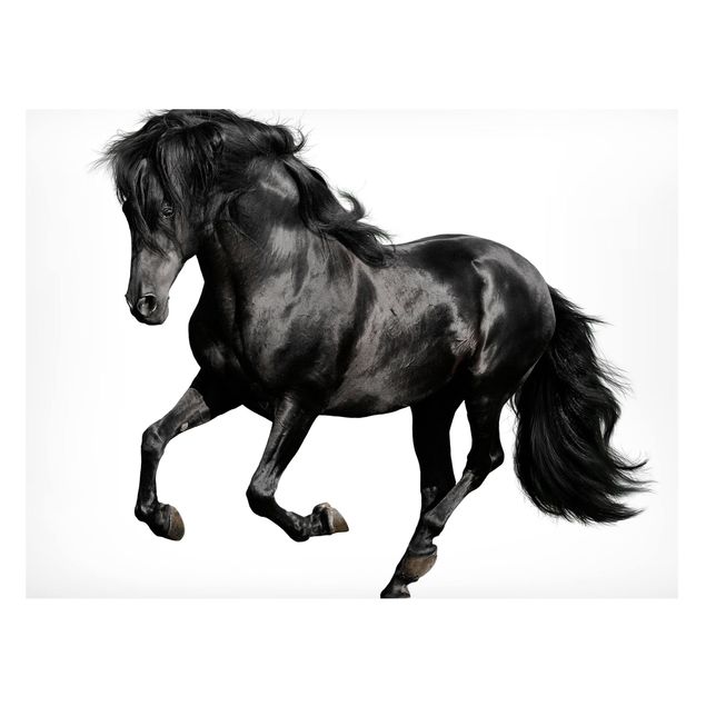Tableros magnéticos animales Arabian Stallion