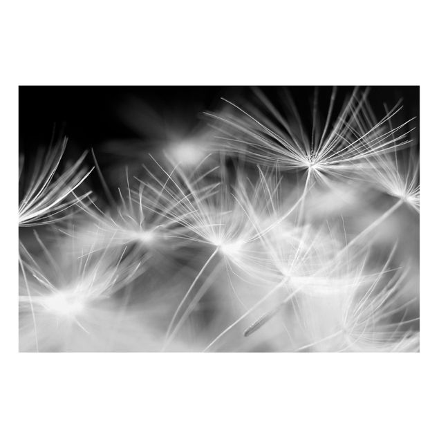 Cuadro con paisajes Moving Dandelions Close Up On Black Background