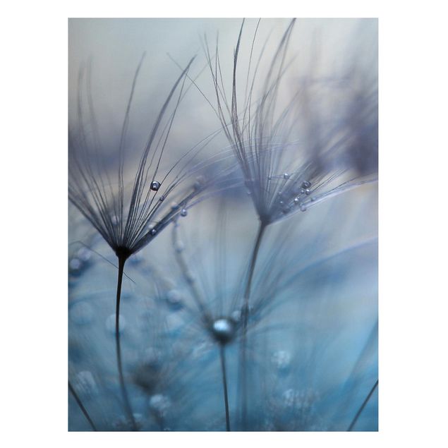 Tableros magnéticos flores Blue Feathers In The Rain