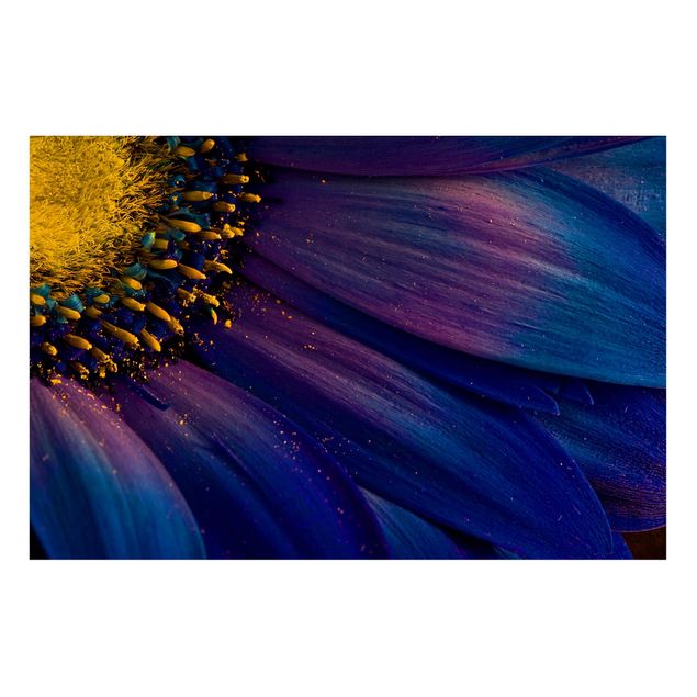 Tableros magnéticos flores Blue Gerbera Flower