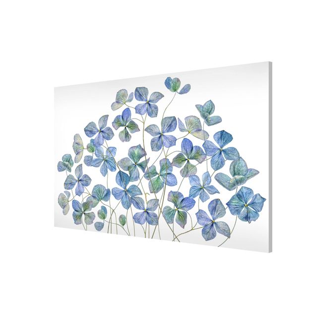 Cuadros de plantas Blue Hydrangea Flowers