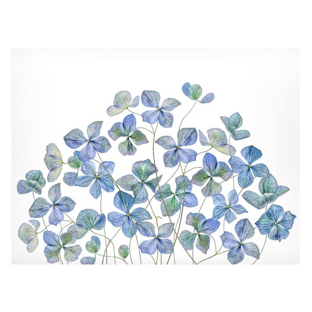 Tableros magnéticos flores Blue Hydrangea Flowers