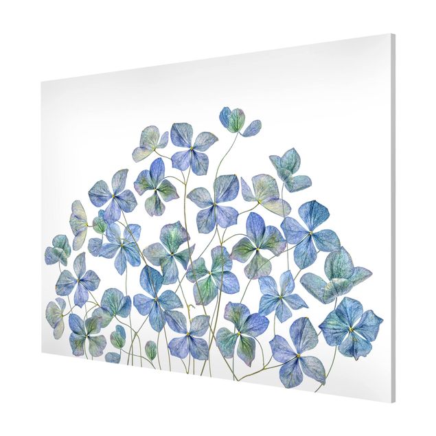 Cuadros plantas Blue Hydrangea Flowers