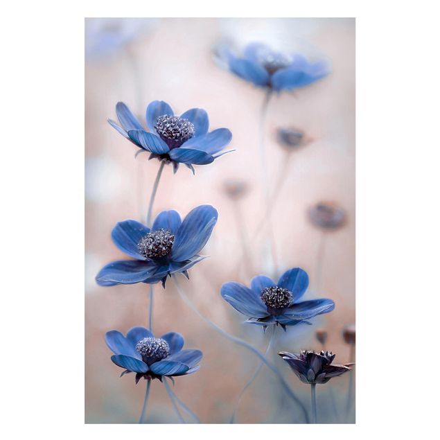 Tableros magnéticos flores Blue Cosmos
