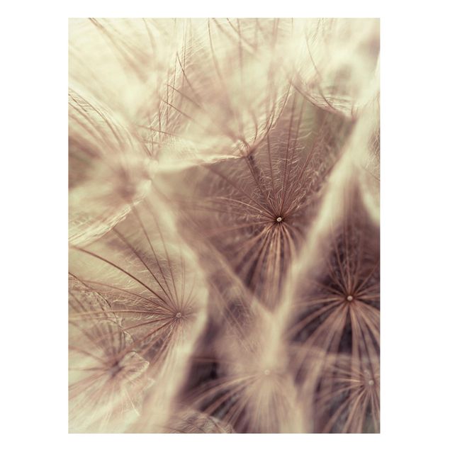 Tableros magnéticos flores Detailed Dandelion Macro Shot With Vintage Blur Effect