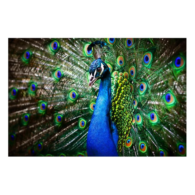 Tableros magnéticos animales Noble Peacock