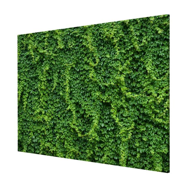 Cuadros de plantas Ivy