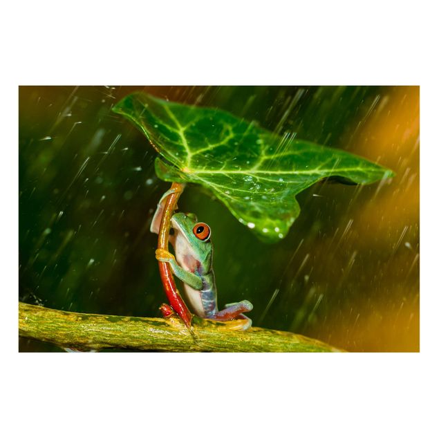 Tableros magnéticos flores Frog In The Rain
