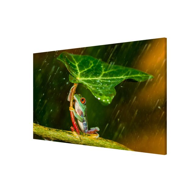 Cuadros de plantas naturales Frog In The Rain