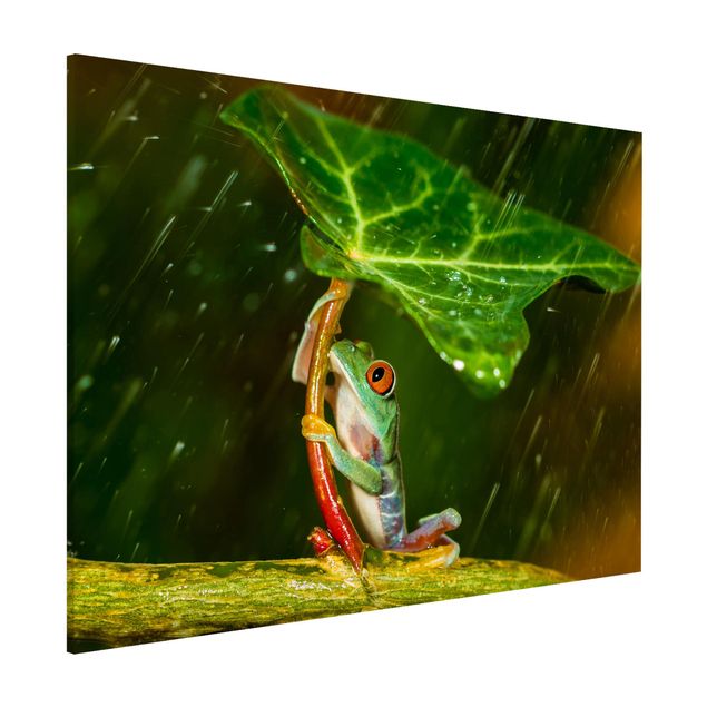 Decoración cocina Frog In The Rain