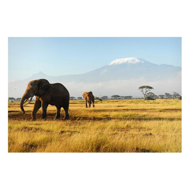 Cuadros de elefantes Elephants In Front Of The Kilimanjaro In Kenya