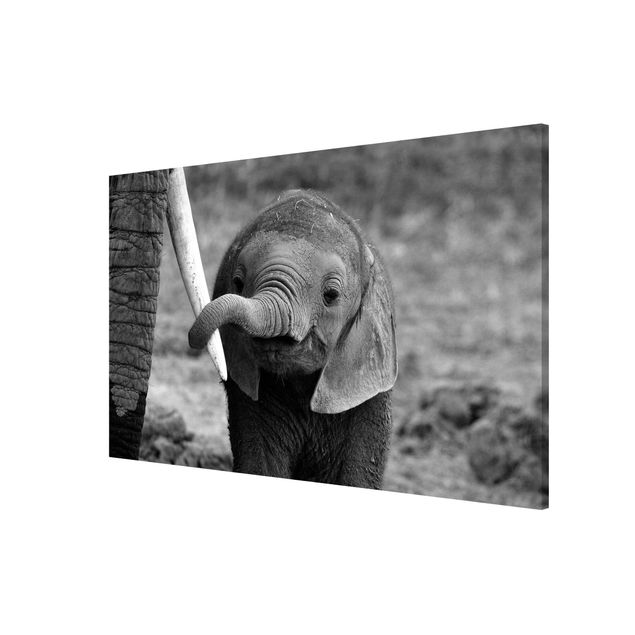 Tableros magnéticos animales Baby Elephant