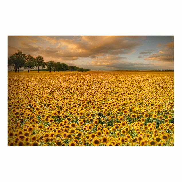 Cuadro con paisajes Field With Sunflowers