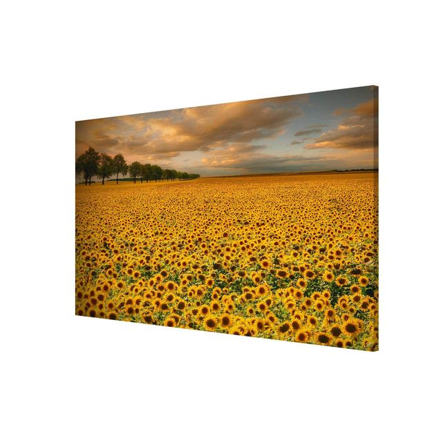 Cuadros paisajes Field With Sunflowers