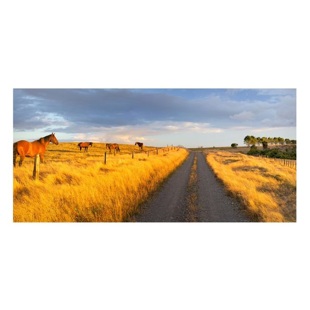 Cuadro con caballos Field Road And Horse In Evening Sun