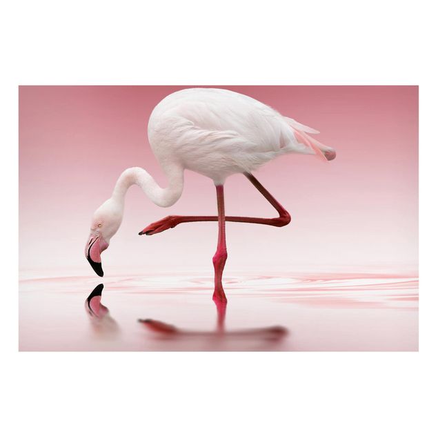 Tableros magnéticos animales Flamingo Dance