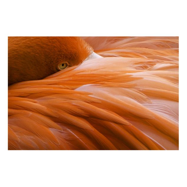 Tableros magnéticos animales Flamingo Feathers