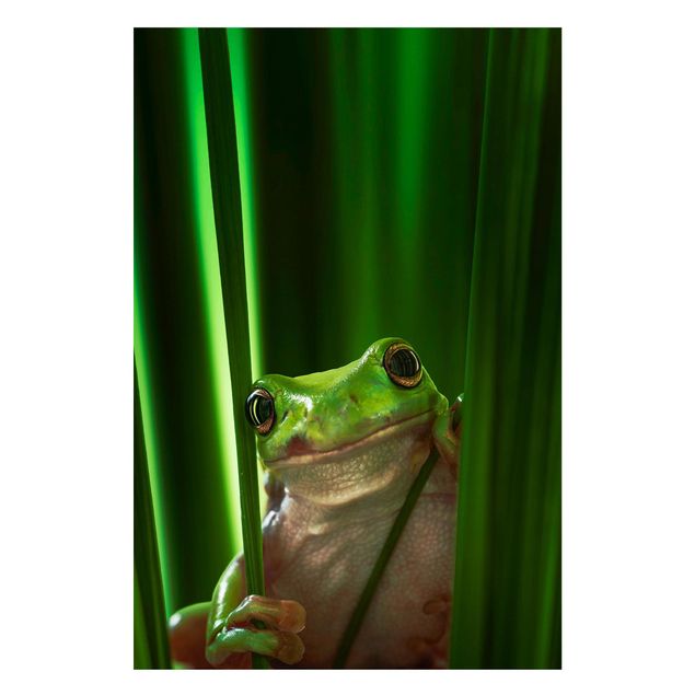 Tableros magnéticos animales Merry Frog