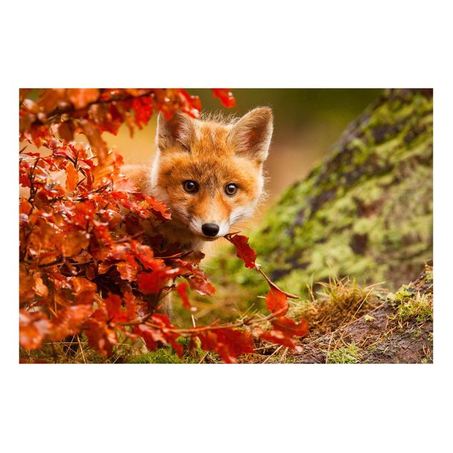 Cuadros de árboles Fox In Autumn