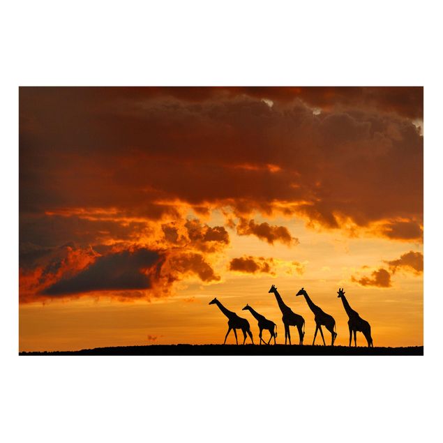 Cuadros de jirafas Five Giraffes