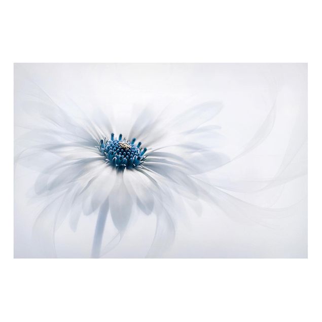 Tableros magnéticos flores Daisy In Blue