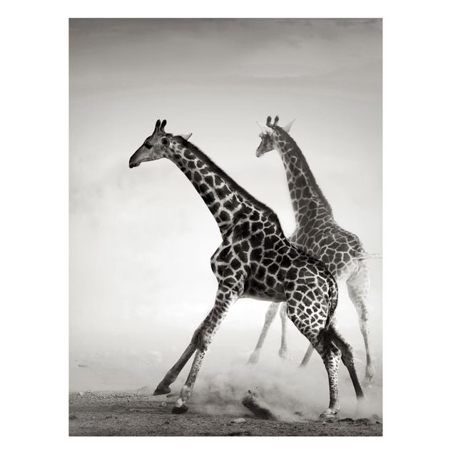 Cuadros jirafas Giraffe Hunt