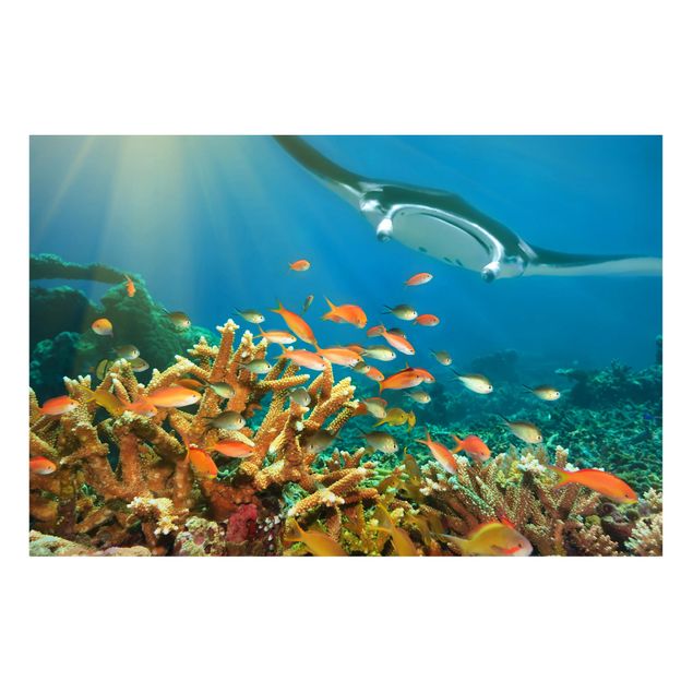 Tableros magnéticos animales Coral reef