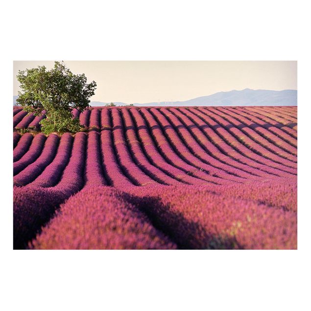 Cuadros paisajes Lavender