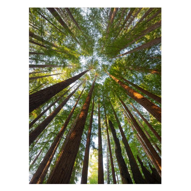 Cuadros de árboles para salón Sequoia Tree Tops
