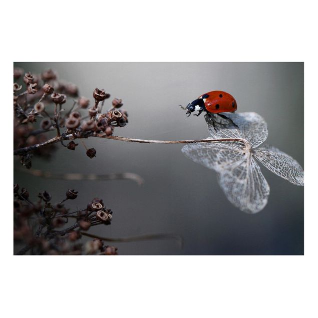 Tableros magnéticos flores Ladybird On Hydrangea