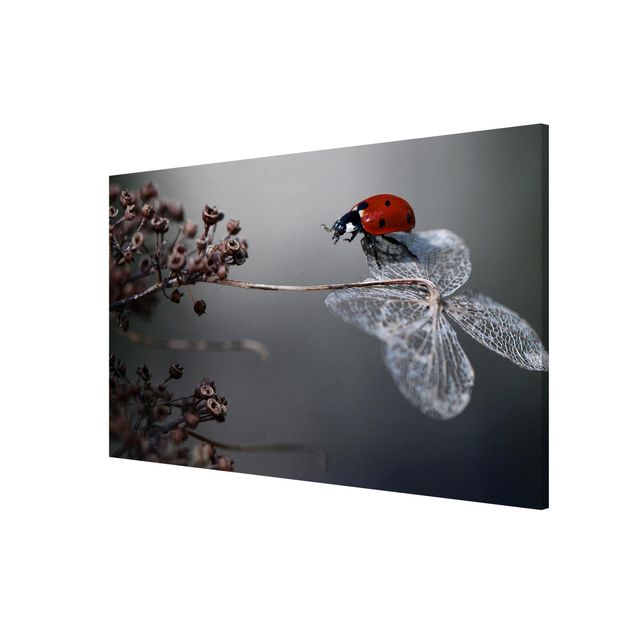 Cuadros de plantas naturales Ladybird On Hydrangea