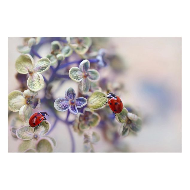 Cuadros de plantas Ladybird In The Garden