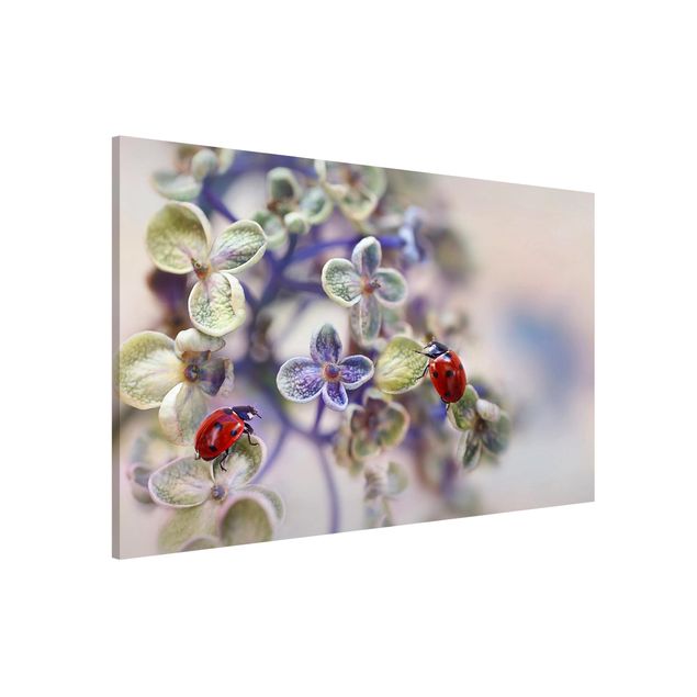 Tableros magnéticos flores Ladybird In The Garden