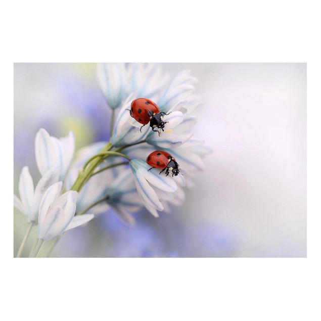 Tableros magnéticos flores Ladybird Couple