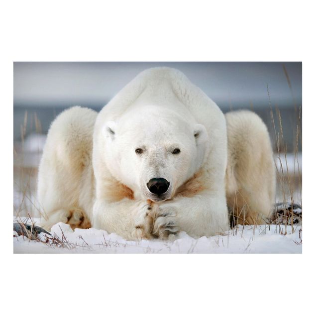 Decoración cocina Contemplative Polar Bear
