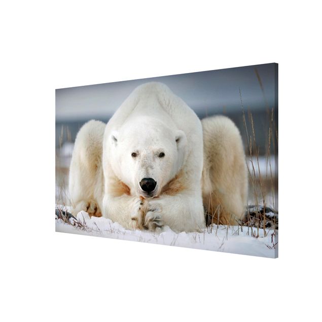 Tableros magnéticos animales Contemplative Polar Bear