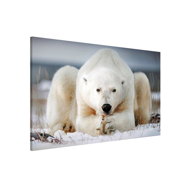 Cuadros osos Contemplative Polar Bear