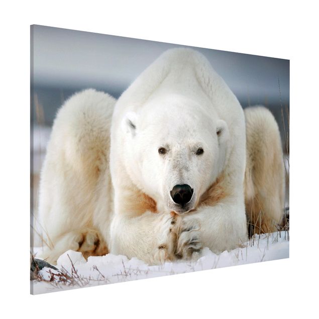 Cuadros osos Contemplative Polar Bear